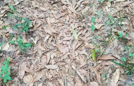  Foto  Tu poti vedea sarpele din aceasta imagine?