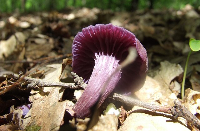 Top 10 cele mai CIUDATE ciuperci din lume. Trebuie sa le vezi!