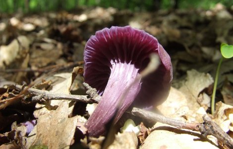  Top  Top 10 cele mai CIUDATE ciuperci din lume. Trebuie sa le vezi!