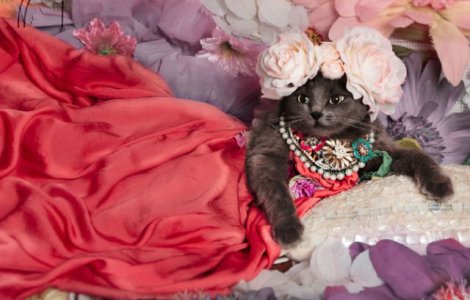  Top  Cea mai cocheta pisica, in poze de colectie