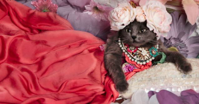  Top  Cea mai cocheta pisica, in poze de colectie