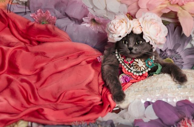 Cea mai cocheta pisica, in poze de colectie