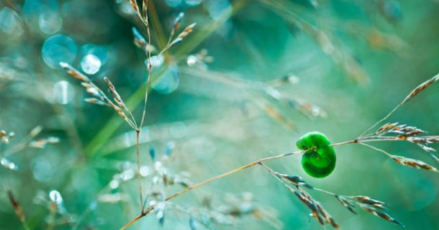  Top  Lumea de basm a insectelor, in fotografii fantastice