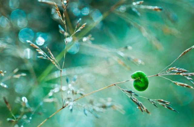 Lumea de basm a insectelor, in fotografii fantastice