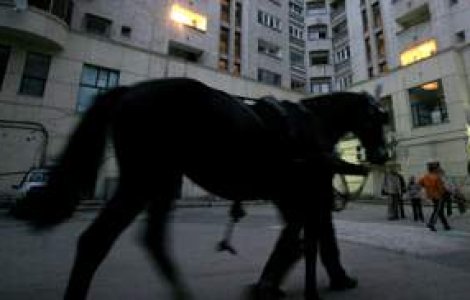 Unui cal i-a fost interzis sa mai intre intr-un bar britanic