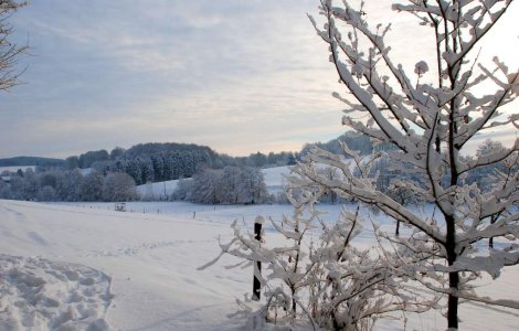 Cod galben de ninsori