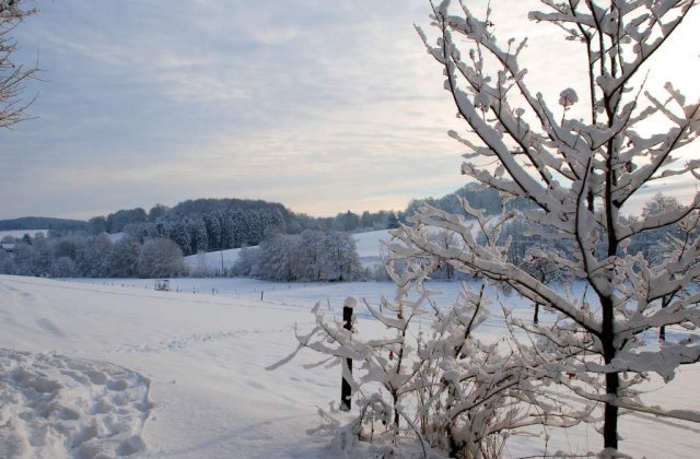 Cod galben de ninsori