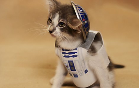  Top  Pisici costumate in personaje celebre