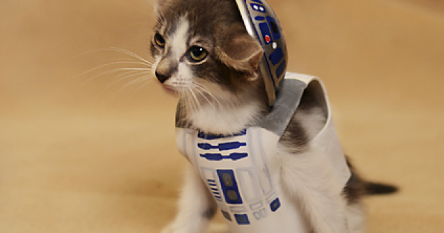  Top  Pisici costumate in personaje celebre