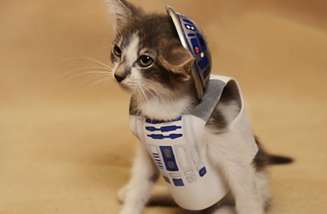 Pisici costumate in personaje celebre