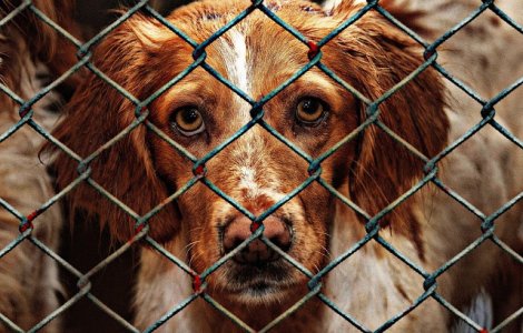 Dragnea vrea legi mai aspre pentru pedepsirea celor care maltrateaza animalele