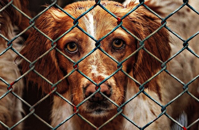 Dragnea vrea legi mai aspre pentru pedepsirea celor care maltrateaza animalele