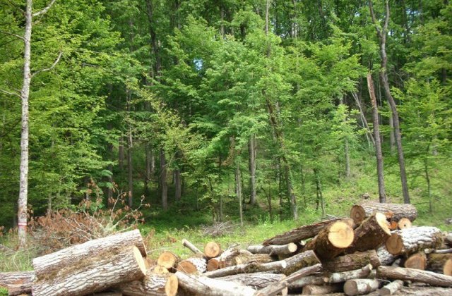 Ministerul Apelor si Padurilor a depasit tinta nationala de impadurire pentru 2017