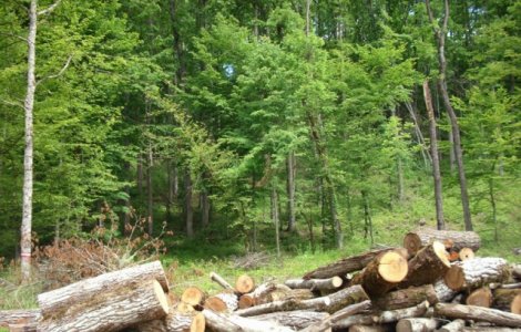 Ministerul Apelor si Padurilor a depasit tinta nationala de impadurire