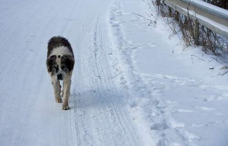Femeie gasita moarta pe un camp, mancata de caini