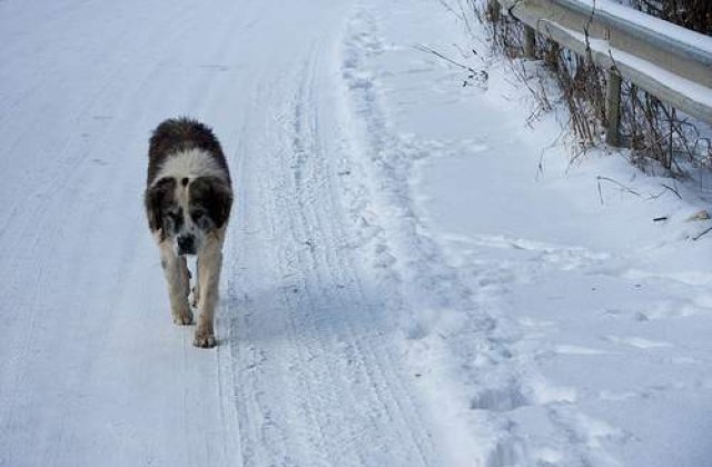 Femeie gasita moarta pe un camp, mancata de caini