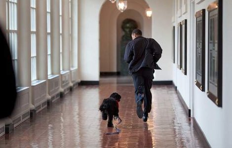 Obama strange singur fecalele cainelui sau