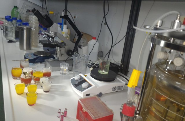 Cercetatorii din Cluj au descoperit o specie noua de dinozaur