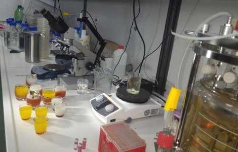 Cercetatorii din Cluj au descoperit o specie noua de dinozaur