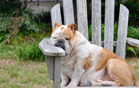  Top  Lenese sau doar somnoroase? Cele mai simpatice animale, in ipostaze adorabile