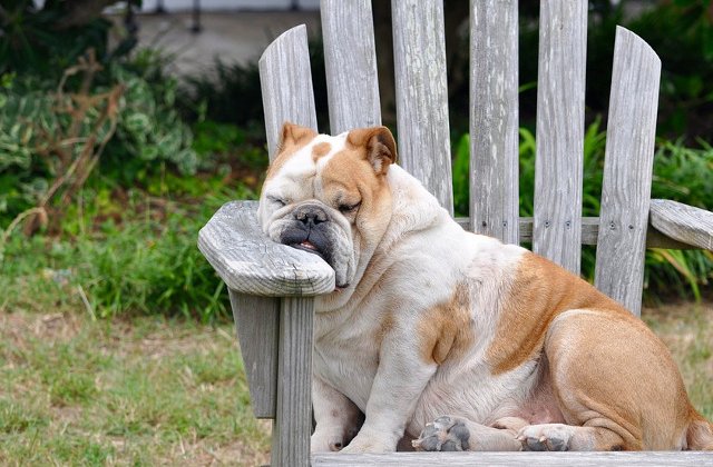 Lenese sau doar somnoroase? Cele mai simpatice animale, in ipostaze adorabile