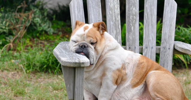  Top  Lenese sau doar somnoroase? Cele mai simpatice animale