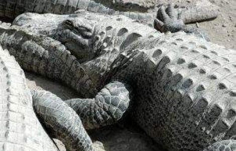 Avioanele stimuleaza libidoul crocodililor