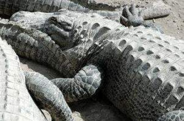 Avioanele stimuleaza libidoul crocodililor