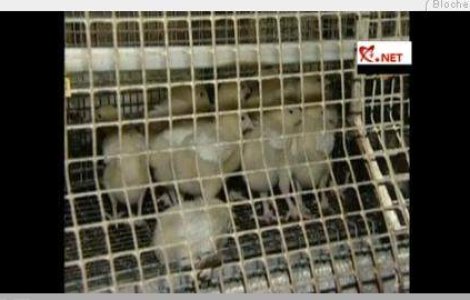  Video : Masacru "de Craciun" la o ferma ruseasca