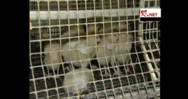  Video : Masacru "de Craciun" la o ferma ruseasca