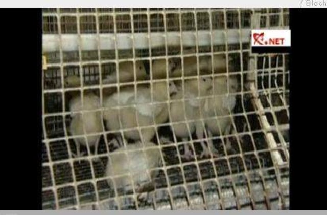 [VIDEO]: Masacru "de Craciun" la o ferma ruseasca