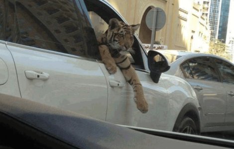  Top  10 lucruri pe care nu le poti vedea decat in Dubai