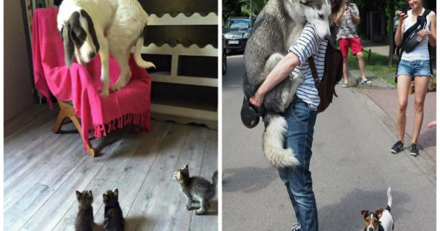  Top  10 imagini amuzante cu cei mai fricosi caini din lume