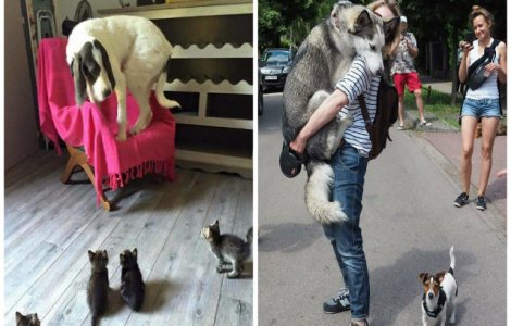  Top  Si cainii au fobii! 10 imagini amuzante cu cei mai fricosi catei din lume