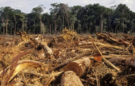 Parlamentul a legiferat defrisarile in padurile Romaniei. Cat de mici vor fi de acum sanctiunile pentru taieri ilegale