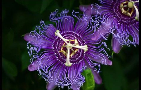 Floarea pasiunii, planta medicinala a anului 2011