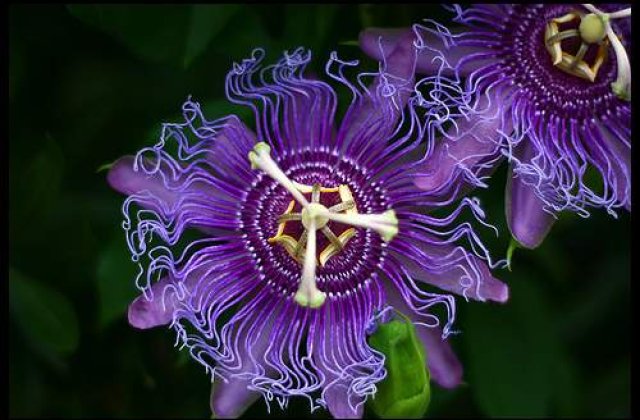 Floarea pasiunii, planta medicinala a anului 2011