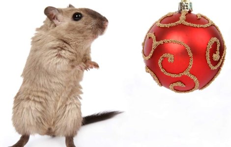 Japonezii au creat soarecii ciripitori