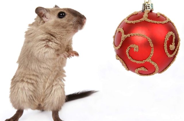 Japonezii au creat soarecii ciripitori