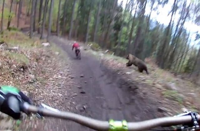 Biciclist urmarit de urs, in timp ce se plimba prin padure / VIDEO