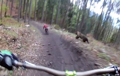 Biciclist urmarit de urs, in timp ce se plimba prin padure / VIDEO