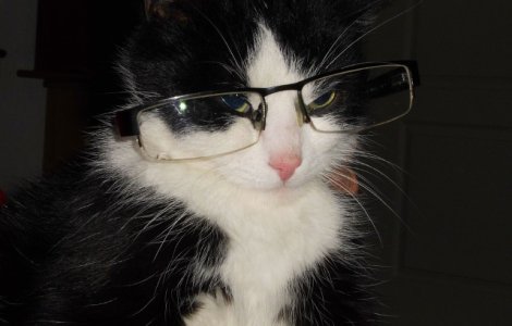  Top  Top 10 cele mai amuzante fotografii cu pisici din toate timpurile