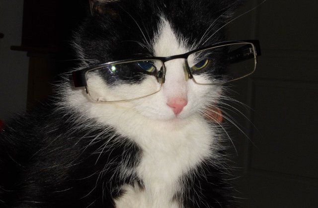 Top 10 cele mai amuzante fotografii cu pisici din toate timpurile