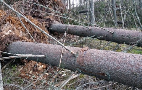 Hotii de lemne din Suceava au scos din radacini peste 100 de brazi, pentru a simula un dezastru natural Incidentul, filmat cu drona