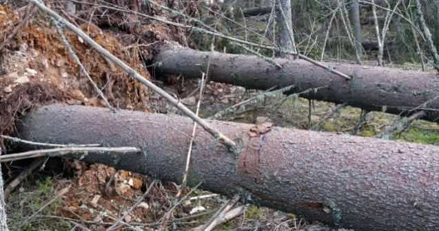 Hotii de lemne din Suceava au scos din radacini peste 100 de brazi, pentru a simula un dezastru natural Incidentul, filmat cu drona
