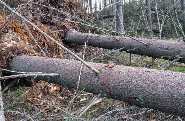 Hotii de lemne din Suceava au scos din radacini peste 100 de brazi, pentru a simula un dezastru natural Incidentul, filmat cu drona