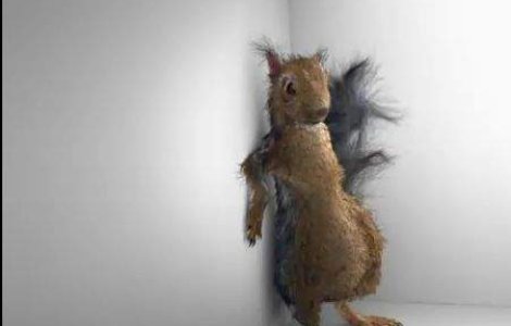  Video  O veverita beata face furori pe internet