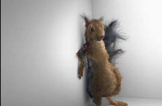 [VIDEO] O veverita beata face furori pe internet