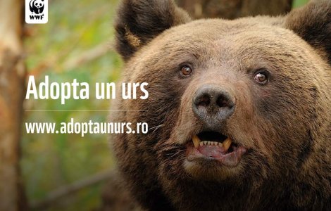 (P) Visul unei zile de iarna