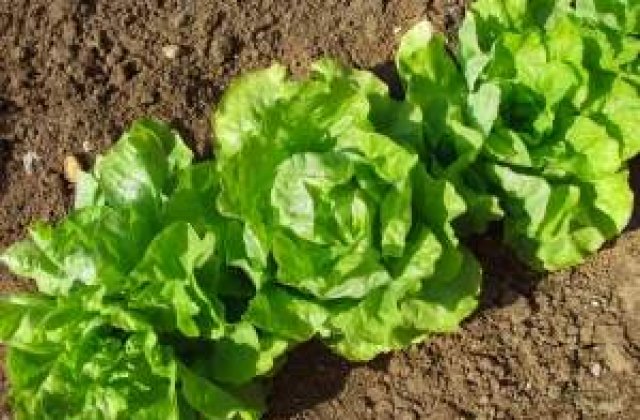 20.000 de euro despagubire pentru ca a alunecat pe o frunza de salata